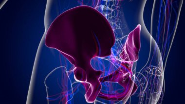 Tıbbi Konsept için İnsan İskeleti Kalçası veya Pelvik Kemik Anatomisi 3 boyutlu İllüstrasyon
