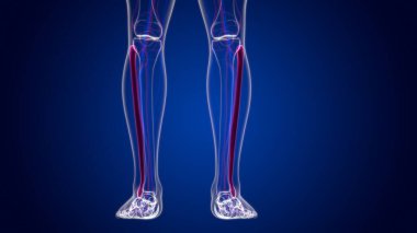 İnsan iskeleti anatomisi Fibula Kemiği Tıbbi Konsept için 3B Hazırlama