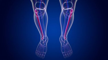 İnsan iskeleti anatomisi Fibula Kemiği Tıbbi Konsept için 3B Hazırlama