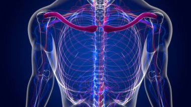 İnsan iskeleti anatomisi köprücük kemiği 3D Tıbbi Kavram Hazırlama