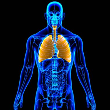 Tıbbi Konsept 3 boyutlu Resim İçin Akciğerler İnsan Solunum Sistemi Anatomisi