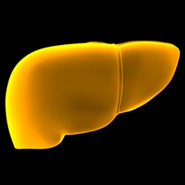 Karaciğer 3D Görüntü İnsan Sindirim Sistemi Anatomisi Tıbbi Konsept İçin