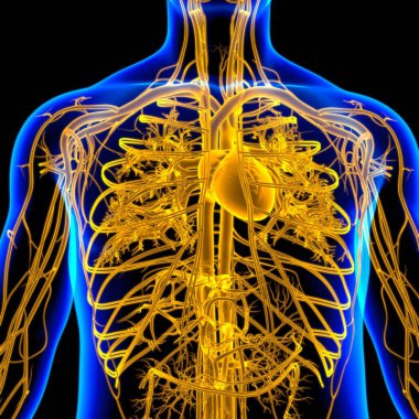 Tıbbi Konsept 3 boyutlu İllüstrasyon İçin Dolaşım Sistemi Anatomisi Olan İnsan Kalbi