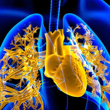 Tıbbi Konsept 3 boyutlu Resim İçin Akciğerler İnsan Solunum Sistemi Anatomisi