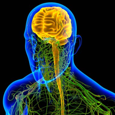 Tıbbi Konsept için İnsan Beyni Anatomisi 3 boyutlu İllüstrasyon