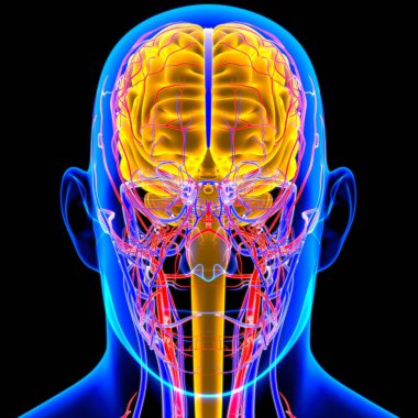 Tıbbi Konsept için İnsan Beyni Anatomisi 3 boyutlu İllüstrasyon