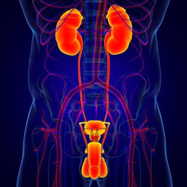 Tıbbi Konsept için Erkek Üreme Sistemi Anatomisi 3B İllüstrasyon