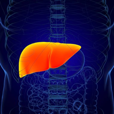 Karaciğer 3D Görüntü İnsan Sindirim Sistemi Anatomisi Tıbbi Konsept İçin