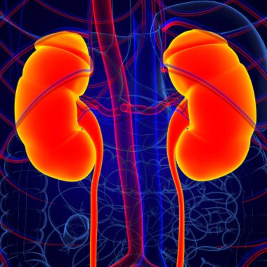 Tıbbi Konsept için Mesane Anatomisi olan İnsan İdrar Sistemi Böbrekleri 3 boyutlu İllüstrasyon