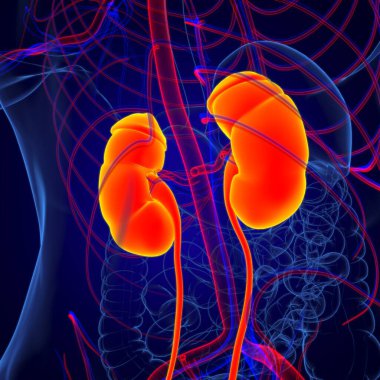 Tıbbi Konsept için Mesane Anatomisi olan İnsan İdrar Sistemi Böbrekleri 3 boyutlu İllüstrasyon