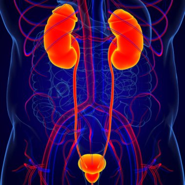 Tıbbi Konsept için Mesane Anatomisi olan İnsan İdrar Sistemi Böbrekleri 3 boyutlu İllüstrasyon