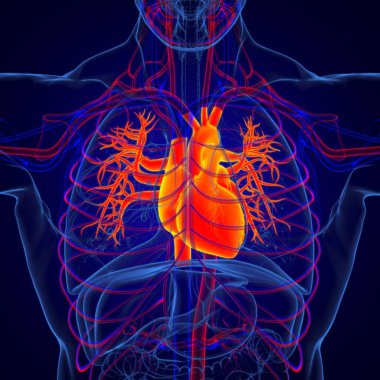 Tıbbi Konsept 3 boyutlu Resim İçin Akciğerler İnsan Solunum Sistemi Anatomisi