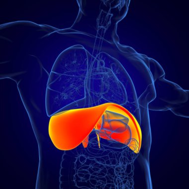 Tıbbi Konsept 3 boyutlu İllüstrasyon için Diyafram İnsan Solunum Sistemi Anatomisi