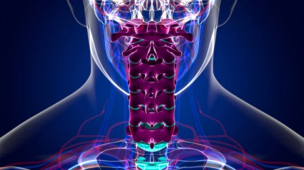 Anatomia Das Vértebras Cervicais Coluna Vertebral Esqueleto Humano — Fotografia de Stock