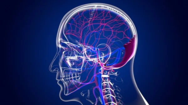 Human Skeleton Skull Occipital Bone Anatomy For Medical Concept 3D Illustration