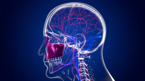 Anatomia Ossea Maxillale Del Cranio Dello Scheletro Umano Illustrazione Medica — Foto Stock