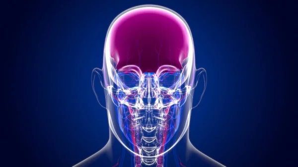Anatomia Dell Osso Frontale Del Cranio Dello Scheletro Umano Illustrazione — Foto Stock