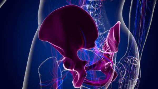 Human Skeleton Hip or Pelvic bone Anatomy For Medical Concept 3D Illustration