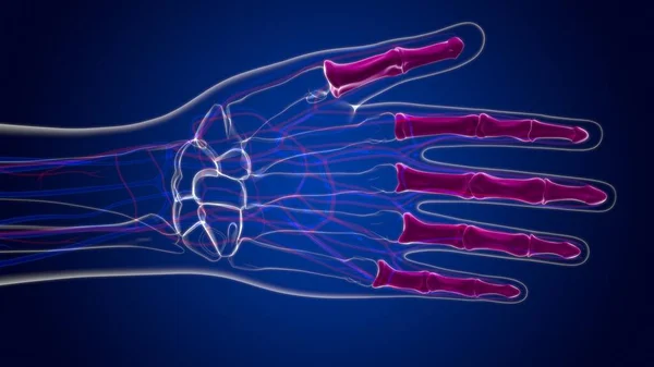 인간의 두개골 Phalanges Bone Anatomy Medical Concept Illustration — 스톡 사진