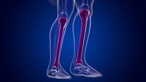 Anatomie Squelettique Humaine Rendu Tibia Pour Concept Médical — Photo