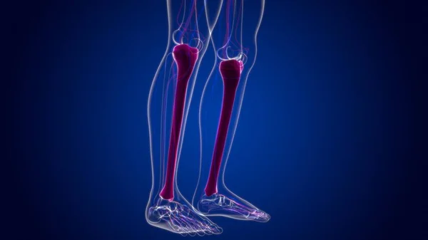 Анатомія Людського Скелета Tibia Bone Рендерингу Медичної Концепції — стокове фото