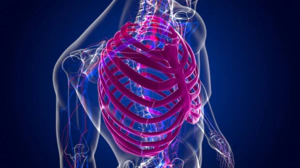 Anatomie Des Menschlichen Skeletts Brustkorb Rendering Für Medizinisches Konzept — Stockfoto