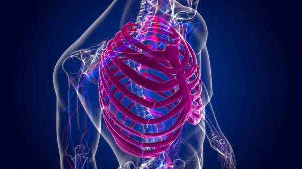 Mänskliga Skelett Anatomi Rib Cage Rendering För Medicinskt Koncept — Stockfoto