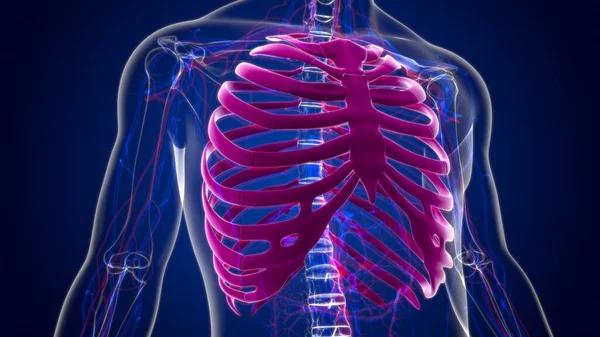 Anatomía Del Esqueleto Humano Rib Cage Renderizado Para Concepto Médico —  Fotos de Stock