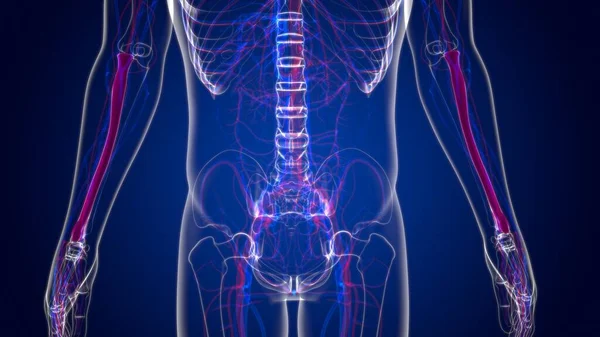 Анатомії Людського Скелета Radius Bone Рендерингу Медичної Концепції — стокове фото