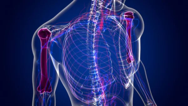 Human skeleton anatomy Humerus Bone 3D Rendering For Medical Concept