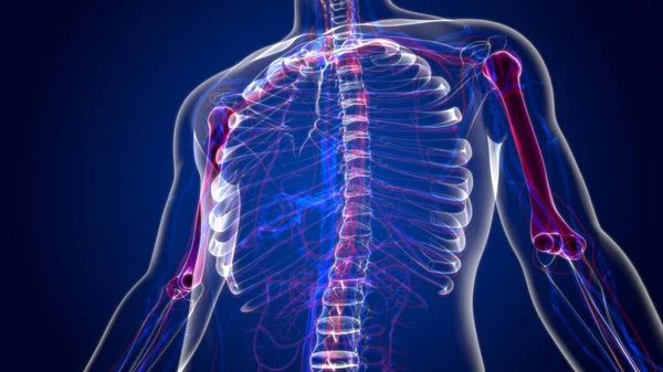 Anatomía Humana Del Esqueleto Representación Del Hueso Del Húmero Para —  Fotos de Stock