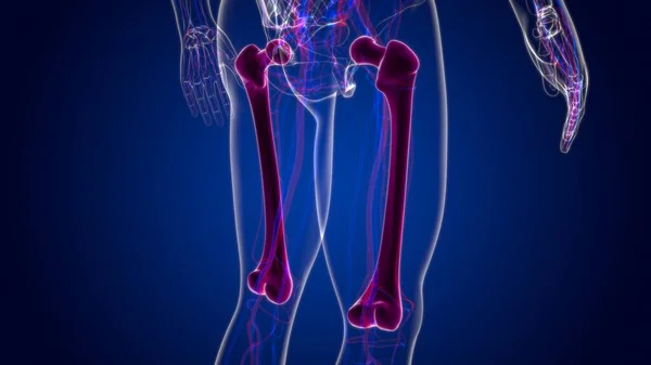 Human Skeleton Anatomy Femur Bone Rendering Medical Concept — Stock Photo, Image