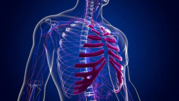 Human Skeleton Anatomy Costal Cartilage Rendering Medical Concept — Stock fotografie