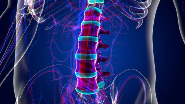 Ανθρώπινος Σκελετός Εγκεφαλική Στήλη Οσφυϊκή Vertebrae Anatomy Εικονογράφηση — Φωτογραφία Αρχείου