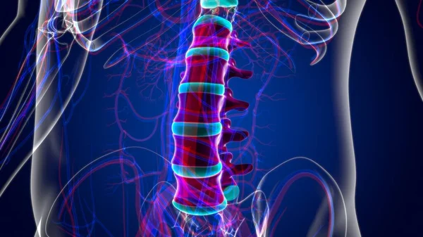 Mänskligt Skelett Vertebral Kolumn Lumbar Vertebrae Anatomi Illustration — Stockfoto