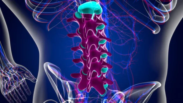 Human Skeleton Vertebral Column Lumbar Vertebrae Anatomy 3D Illustration