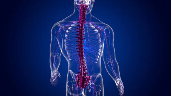 Columna Vertebral Esqueleto Humano Vértebras Anatomía Ilustración —  Fotos de Stock