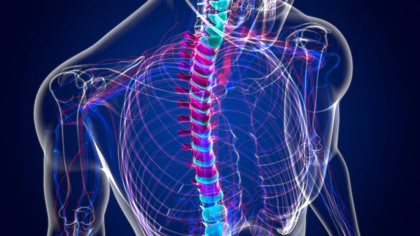 Human Skeleton Vertebral Columns Thoracic Vertebrae Anatomy Illustration — стокове фото