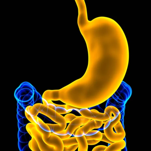 Sistema Digestivo Humano Anatomía Estomacal Para Ilustración Del Concepto Médico — Foto de Stock