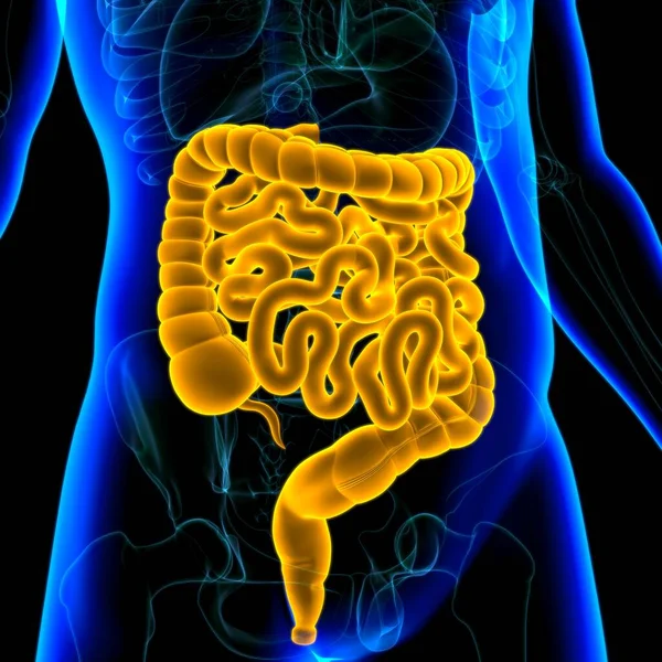 Small and large Intestine 3D Illustration Human Digestive System Anatomy For Medical Concept