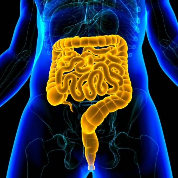 Малый Большой Кишечник Иллюстрация Анатомия Пищеварительной Системы Человека Медицинской Концепции — стоковое фото