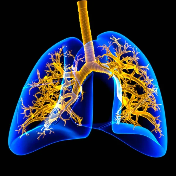 Anatomia Humana Sistema Respiratório Dos Pulmões Para Ilustração Médica Conceito — Fotografia de Stock