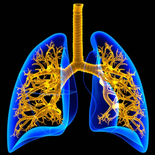 Płuca Ludzki Układ Oddechowy Anatomia Dla Medycznej Koncepcji Ilustracja — Zdjęcie stockowe