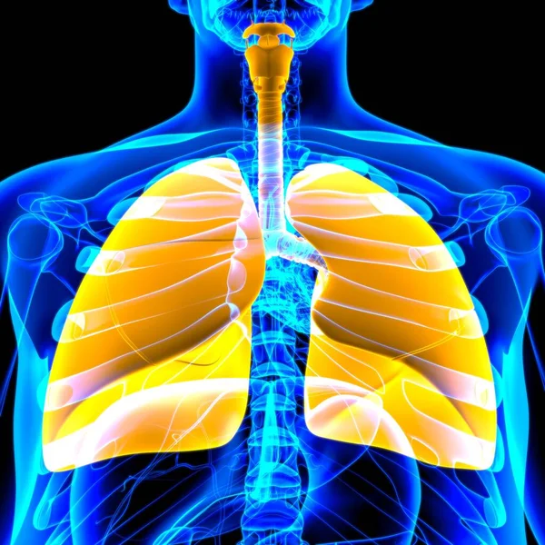 Lungen Human Respiratory System Anatomie Für Medizinisches Konzept Illustration — Stockfoto