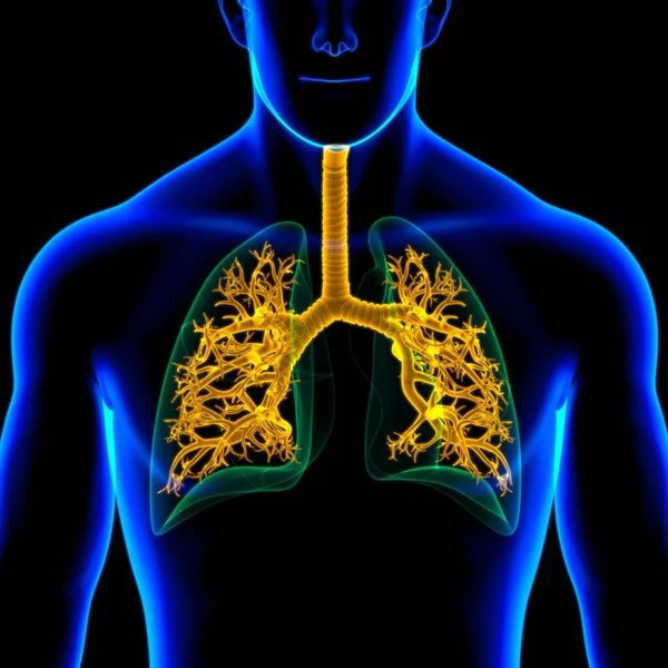 Lungen Human Respiratory System Anatomie Für Medizinisches Konzept Illustration — Stockfoto