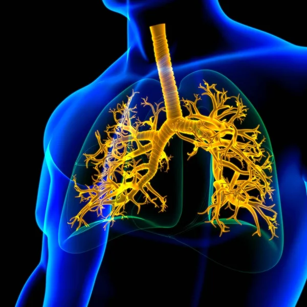 Anatomía Del Sistema Respiratorio Humano Los Pulmones Para Ilustración Del —  Fotos de Stock