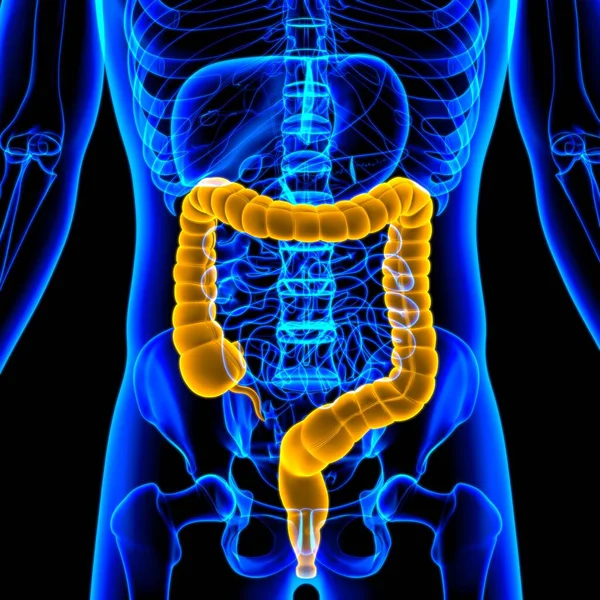 Large Darm Illustration Human Digestive System Anatomie Für Medizinisches Konzept — Stockfoto