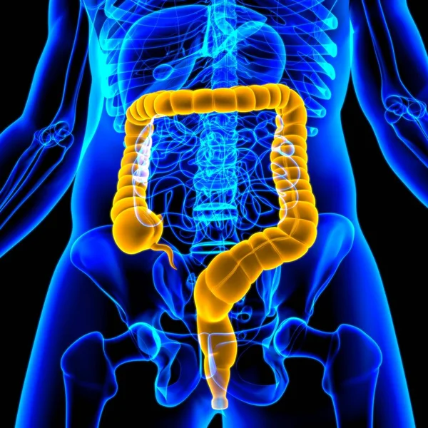 Stor Intestine Illustration Mänskliga Matsmältningssystemet Anatomi För Medicinska Begreppet — Stockfoto