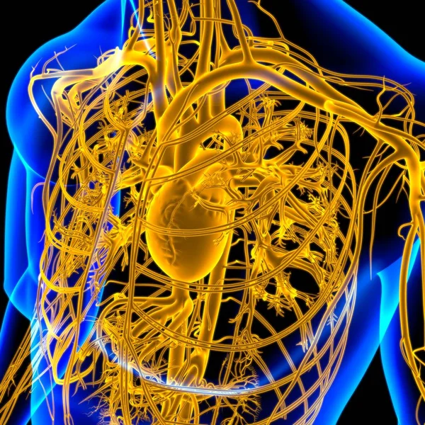 Corazón Humano Con Anatomía Del Sistema Circulatorio Para Ilustración Del — Foto de Stock