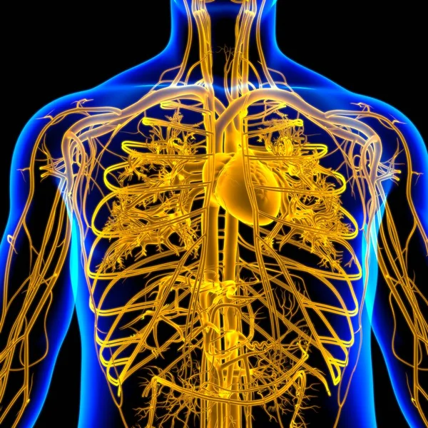 Människans Hjärta Med Cirkulationssystem Anatomi För Medicinskt Koncept Illustration — Stockfoto